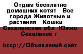 Отдам бесплатно домашних котят - Все города Животные и растения » Кошки   . Сахалинская обл.,Южно-Сахалинск г.